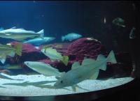 Nausicaá, dans les coulisses du plus grand aquarium d Europe