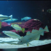 Nausicaá, dans les coulisses du plus grand aquarium d Europe