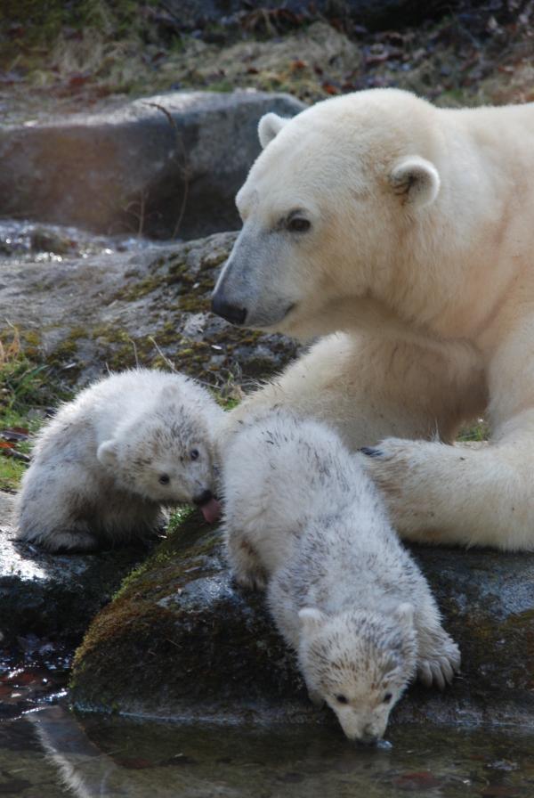 Bild 1 von 1: Eisbären.