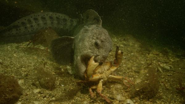 Bild 1 von 5: An der nordamerikanischen Pazifikküste macht der Seewolf Jagd auf Taschenkrebse.