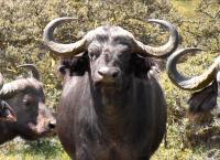 Andrew Ucles - Born To Be Wild