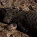 Killer-Krokodile - Tod aus der Tiefe