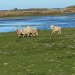 Leben an der Nordsee