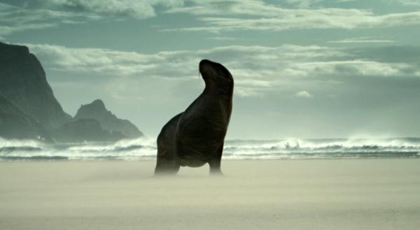 Bild 1 von 5: Während der Paarungszeit patrouillieren Neuseeländische Seelöwen den Strand. Sie halten Konkurrenten auf Abstand, die ihrem Harem zu nahe kommen könnten.