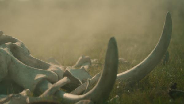 Bild 1 von 4: Der Klimawandel und das Ende der letzten Eiszeit tragen zum Aussterben der Megafauna bei. Aber auch der Jagddruck durch den Homo sapiens machte den Tieren zu schaffen.