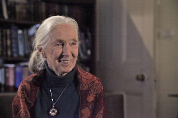 Bild 1 von 5: Jane Goodall: Schimpansen sind uns ähnlicher als wir denken - im Guten und im Bösen.