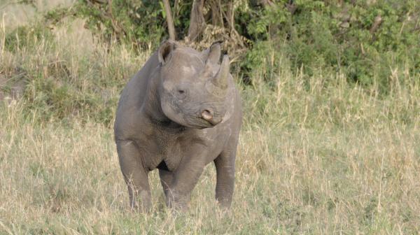 Bild 1 von 3: Nashörner sind traurige Ikonen des weltweiten Artensterbens. Lebensraumvernichtung, Jagd und Fang sind die Ursachen für den Verlust von mehr als zwei Dritteln unserer Tierwelt seit 1970.