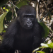 Naturparadiese mit Zukunft - Kongo, Schutz für den Gorillawald