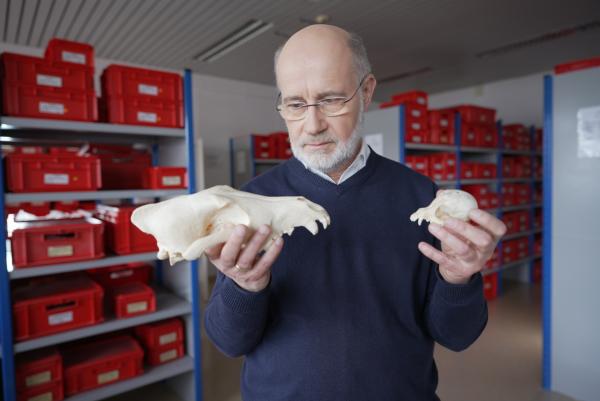 Bild 1 von 6: Harald Lesch vergleicht einen Wolfsschädel mit dem eines Yorkshire Terriers. Kaum vorstellbar, dass diese Hunderasse vom Wolf abstammt.
