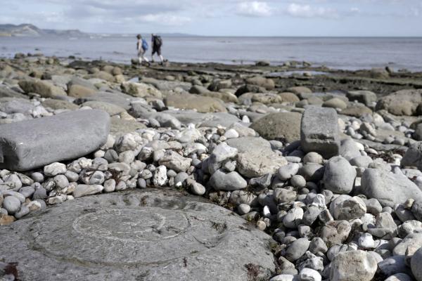 Bild 1 von 4: Fossilbeach.