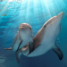 Mein Freund, der Delfin 2
