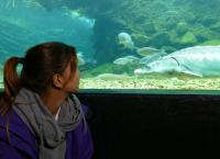 Anna und die wilden Tiere