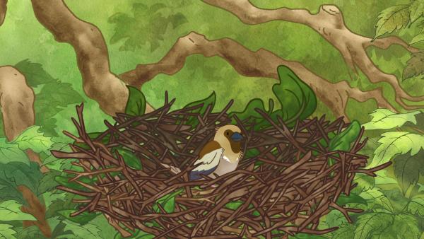 Bild 1 von 8: Und schon gibt es einen kleinen Interessenten für das Nest im Baum.