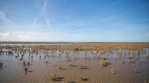 Bild 1 von 2: Ebbe an der Nordsee: Das Wattenmeer ist ein anspruchsvoller Lebensraum, denn Tiere und Pflanzen müssen mit wechselndem Wasserstand und hoher Salzkonzentration klarkommen.
