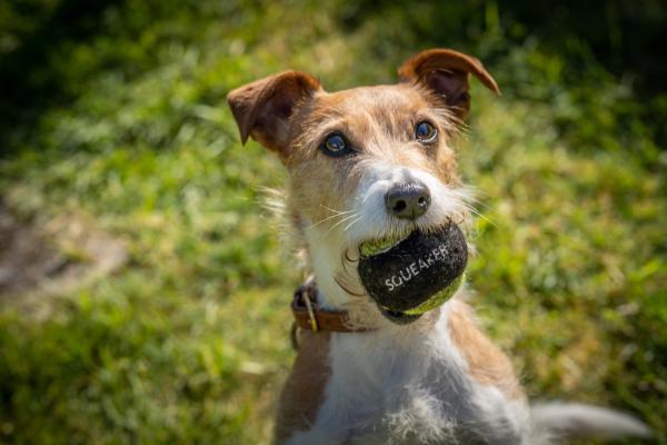 Bild 1 von 10: Barnabys Familienhund Paddy ist zwar süß, fällt aber durch deutliche Insubordinationsprobleme auf. Er wird ein Fall für die Hundetrainerin.