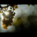 Dirty Little Secrets - Warum wir immer weiter trinken