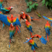 Die fantastische Reise der Vögel