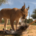 Das Waisenhaus für wilde Tiere - Abenteuer Afrika