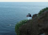 Islands Papageitaucher - Geliebt und gefährdet