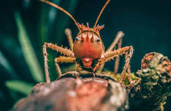 Bild 1 von 13: Im Bild: Drachenkopf-Heuschrecke.