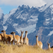 Wildes Patagonien