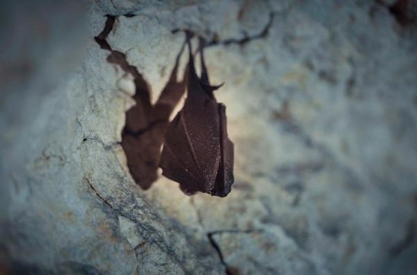 Bild 1 von 2: Klein, nachtaktiv und hochkommunikativ ? Fledermäuse