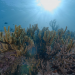 Into the Blue - Indonesiens Unterwasserparadiese