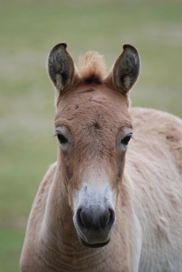 Bild 1 von 1: Ein Przewalski-Pferd.