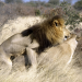 Die Löwen der Kalahari