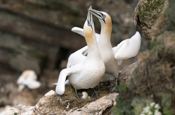 Bild 1 von 5: Ein Basstölpelpaar auf den Klippen des Hermaness National Nature Reserve auf den Shetlandinseln, Schottland