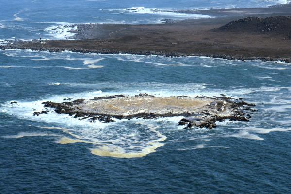 Bild 1 von 5: Die Insel Malgas beherbergt eine der größten Vogelkolonien Südafrikas. Der Name bedeutet auf Afrikaans ?verrückte Gans?.