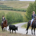 Heartland - Paradies für Pferde