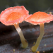 Im Königreich der Pilze