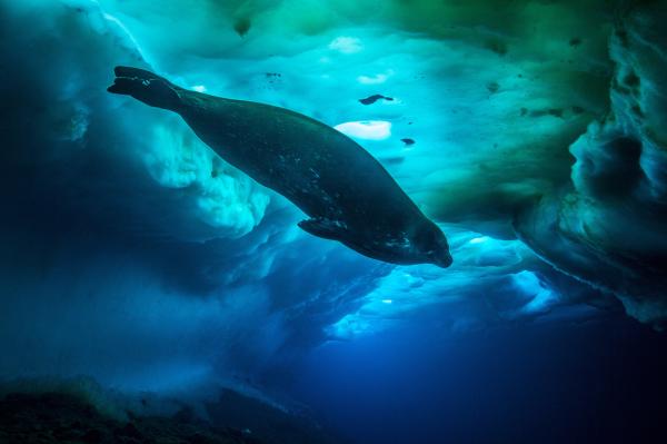 Bild 1 von 15: Die Weddellrobbe ist das am südlichsten lebende Säugetier des Planeten. Um sein Luftloch freizuhalten, fräst es Löcher ins Eis.