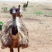 Bilder zur Sendung: Jetzt wird s tierisch!