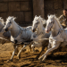 Ben Hur