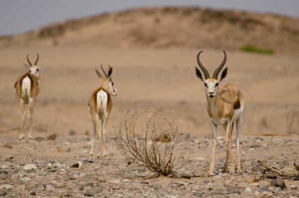 Bild 1 von 3: Springböcke überleben in der Wüste nur dank Oasen - wie im Tal des Hoanib.