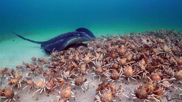 Bild 1 von 13: Dem Stachelrochen fällt es schwer, aus der Masse eine einzelne Seespinne herauszuholen.