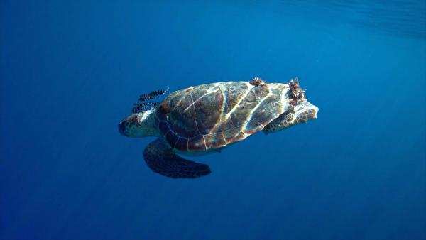 Bild 1 von 4: Im Bild: Eine Karettschildkröte im azurblauen Meer vor Formentera.