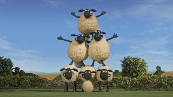 Bild 1 von 6: Ohne Bitzer verbringen die Schafe einen fröhlichen Tag.