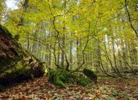 Meisterwerke, Urwälder und Prachtbauten - Österreichs Erbe für die Welt