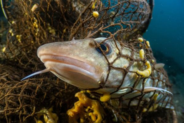 Bild 1 von 10: Tausende Netze landen jedes Jahr in der Ostsee - eine gefährliche Falle für Schweinswale, Fische und Seevögel.