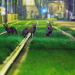 Brüssels wilde Tiere