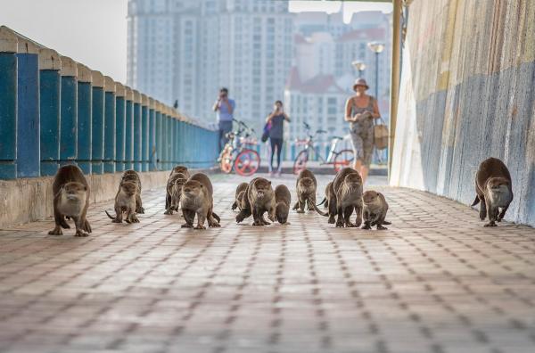 Bild 1 von 4: Eine Otter-Familie auf dem Weg durch eine Unterführung in Singapur