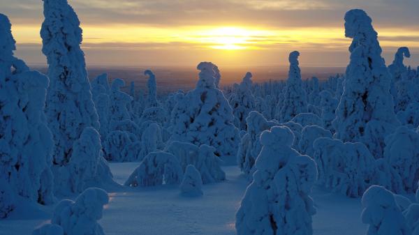 Bild 1 von 12: Der lange nordische Winter zwingt die Pflanzen zu einer monatelangen Pause, wie hier in Finnland.