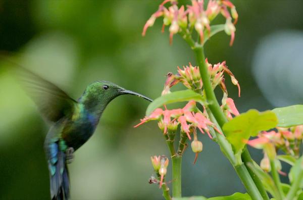 Bild 1 von 5: Der Blaustern-Antillenkolibri ist weniger als 12 Zentimeter groß und verdankt seinen Namen seinem metallisch grünen Gefieder. Er sammelt nur am Morgen und im letzten Licht des Tages den Nektar.
