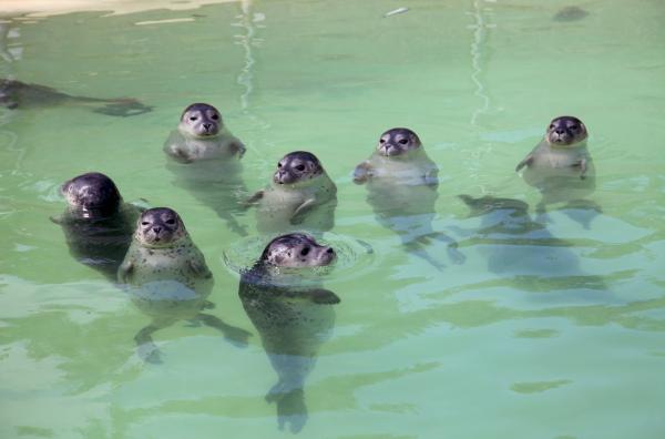 Bild 1 von 3: Kommt die Mutter nicht zurück, müssen Robben-Retter eingreifen, damit die Heuler schließlich in der Seehundstation eine Chance haben.