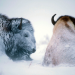 Bären, Trapper, Bisons - Winter in Yellowstone