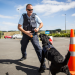 Hunde im Einsatz