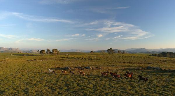 Bild 1 von 11: Einige Garrano-Wildpferde.